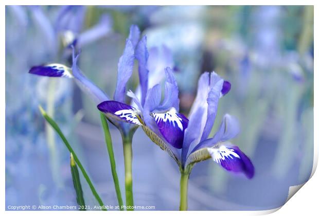 Dreamy Irises  Print by Alison Chambers