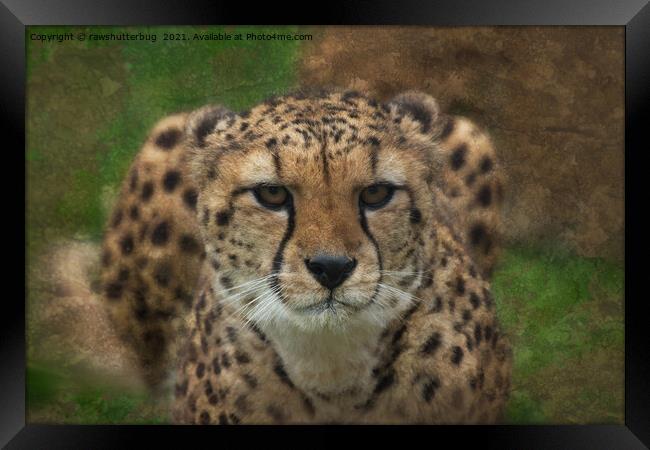 Intense Cheetah Stare Framed Print by rawshutterbug 