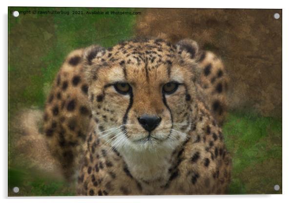 Intense Cheetah Stare Acrylic by rawshutterbug 