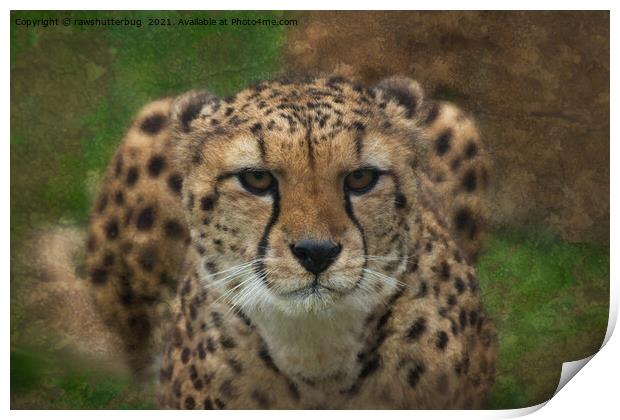 Intense Cheetah Stare Print by rawshutterbug 