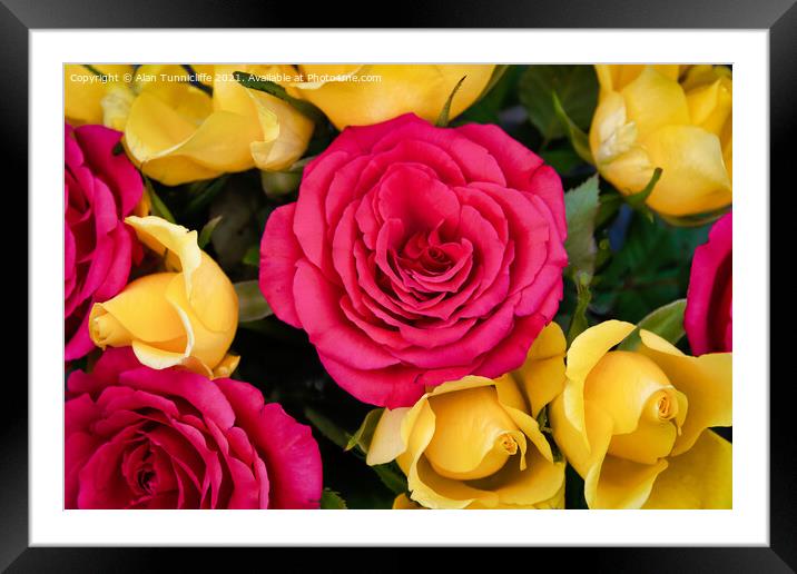 red and yellow roses Framed Mounted Print by Alan Tunnicliffe