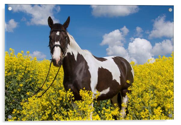 Pinto American Indian Horse in Field Acrylic by Arterra 