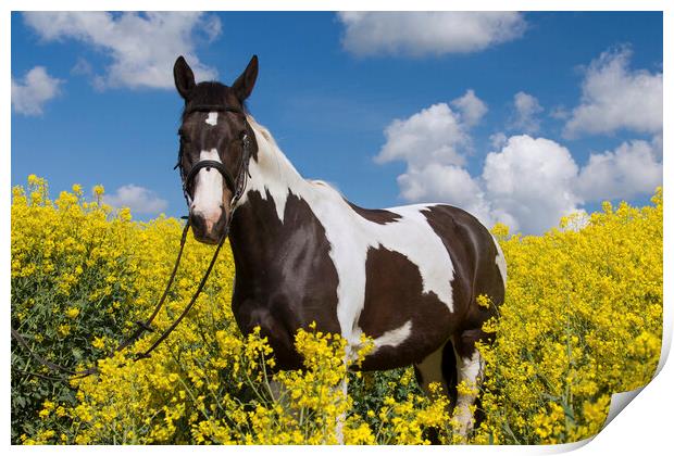 Pinto American Indian Horse in Field Print by Arterra 