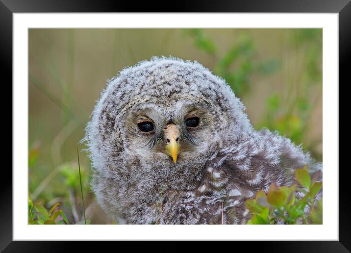 Ural Owl Owlet Framed Mounted Print by Arterra 
