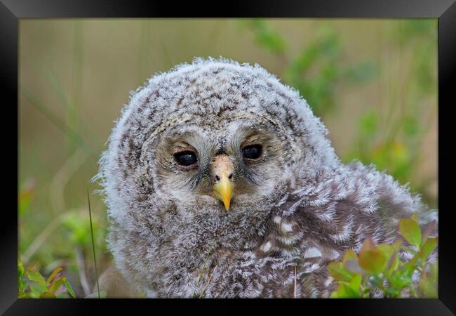 Ural Owl Owlet Framed Print by Arterra 