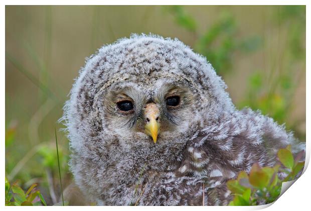 Ural Owl Owlet Print by Arterra 