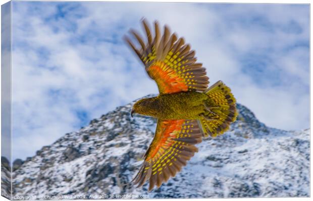 Kea, the world's only alpine parrot, an endangered species in New Zealand Canvas Print by Chun Ju Wu