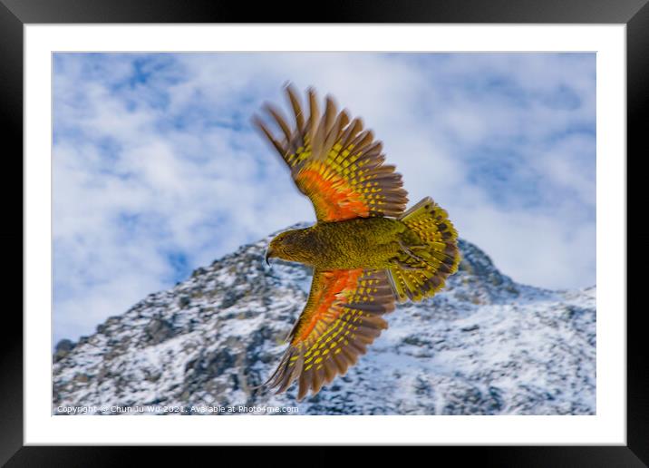 Kea, the world's only alpine parrot, an endangered species in New Zealand Framed Mounted Print by Chun Ju Wu