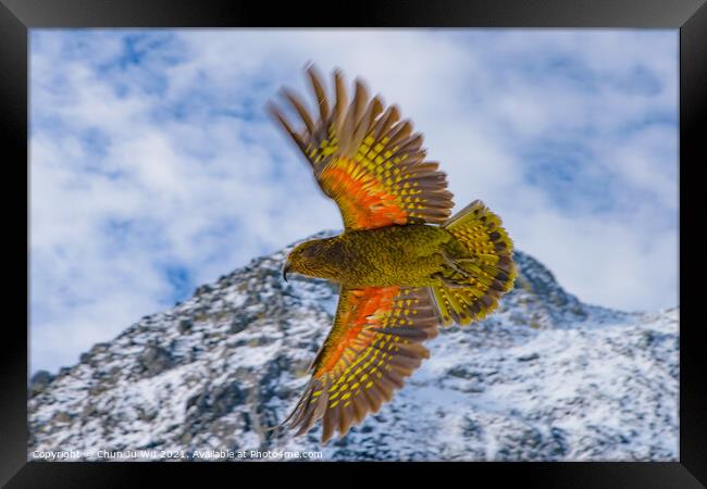 Kea, the world's only alpine parrot, an endangered species in New Zealand Framed Print by Chun Ju Wu