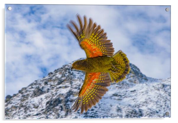 Kea, the world's only alpine parrot, an endangered species in New Zealand Acrylic by Chun Ju Wu