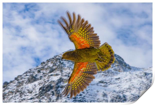 Kea, the world's only alpine parrot, an endangered species in New Zealand Print by Chun Ju Wu