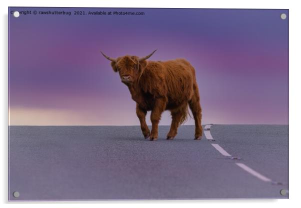 Highland Cow At Sunset Acrylic by rawshutterbug 