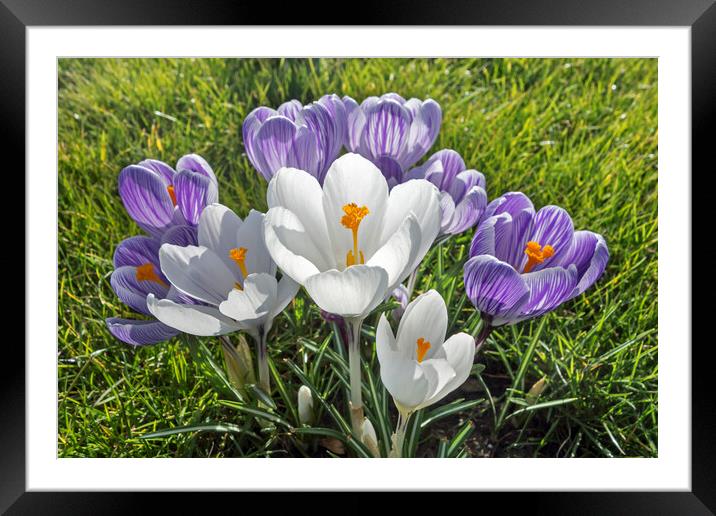 White and Purple Crocuses Framed Mounted Print by Arterra 