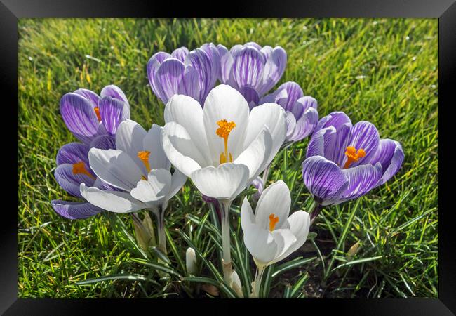 White and Purple Crocuses Framed Print by Arterra 