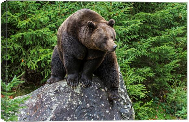 Eurasian Brown Bear on Rock in Forest Canvas Print by Arterra 