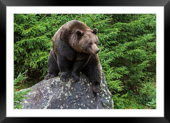 Eurasian Brown Bear on Rock in Forest Framed Mounted Print by Arterra 