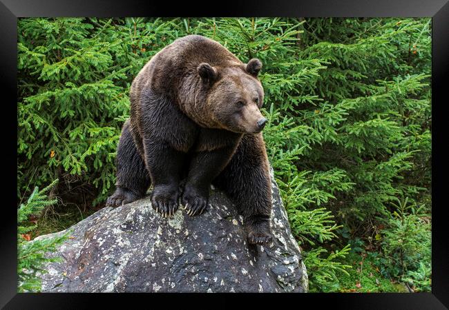 Eurasian Brown Bear on Rock in Forest Framed Print by Arterra 