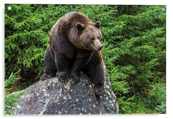Eurasian Brown Bear on Rock in Forest Acrylic by Arterra 
