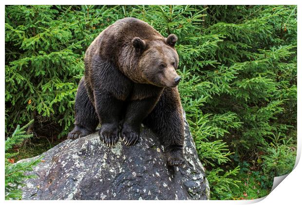 Eurasian Brown Bear on Rock in Forest Print by Arterra 