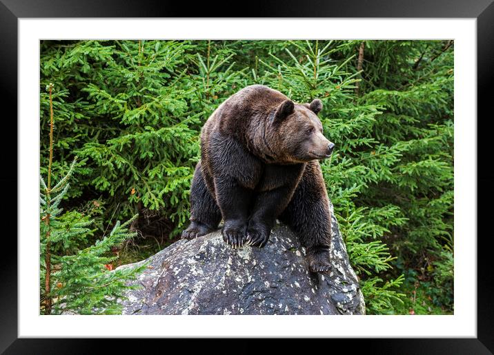 European Brown Bear on Rock in Wood Framed Mounted Print by Arterra 