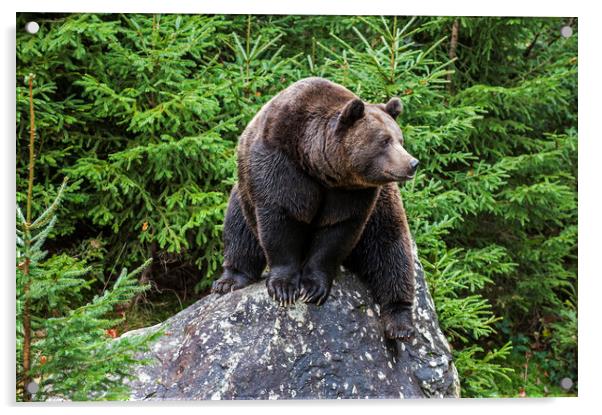 European Brown Bear on Rock in Wood Acrylic by Arterra 