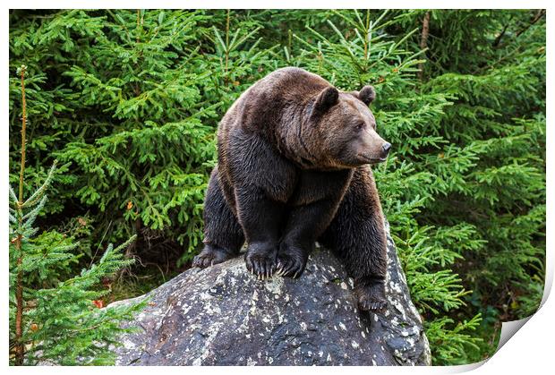 European Brown Bear on Rock in Wood Print by Arterra 
