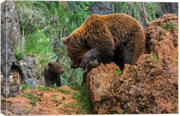 Brown Bear with Cub Canvas Print by Arterra 