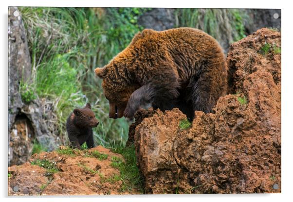 Brown Bear with Cub Acrylic by Arterra 