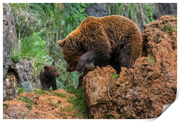 Brown Bear with Cub Print by Arterra 