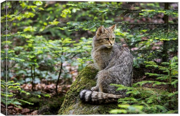 European Wildcat in Woodland Canvas Print by Arterra 