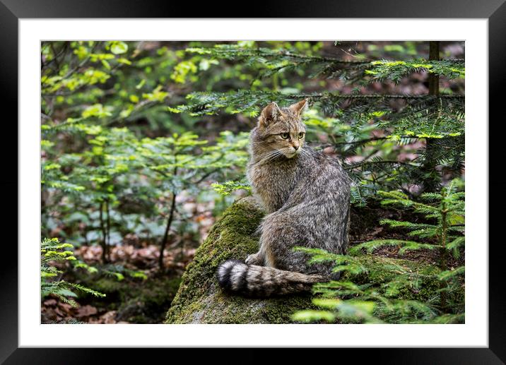 European Wildcat in Woodland Framed Mounted Print by Arterra 
