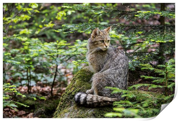 European Wildcat in Woodland Print by Arterra 