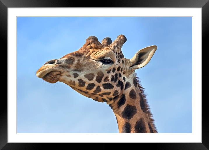 Giraffe Close Up Framed Mounted Print by Arterra 