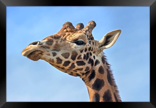 Giraffe Close Up Framed Print by Arterra 