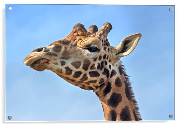 Giraffe Close Up Acrylic by Arterra 