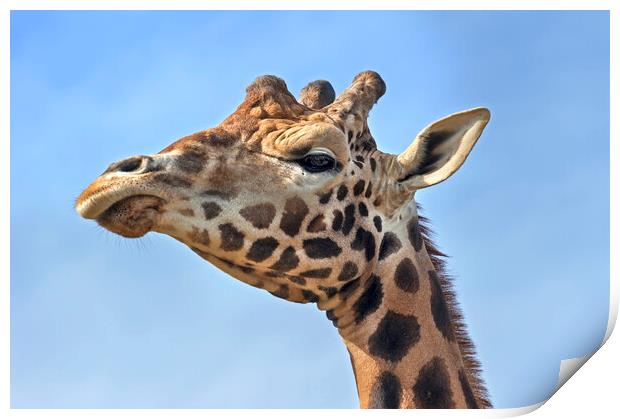 Giraffe Close Up Print by Arterra 