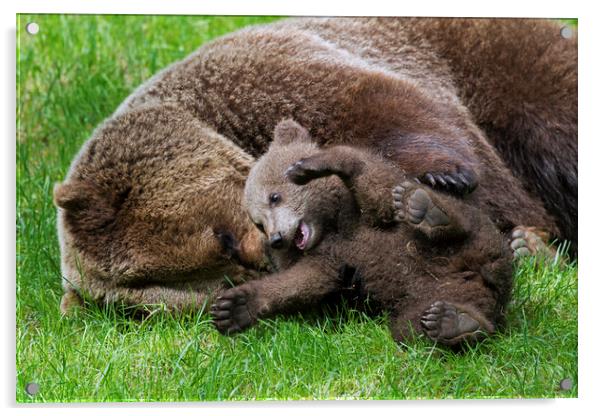 Brown Bear Mother Playing with Happy Cub Acrylic by Arterra 