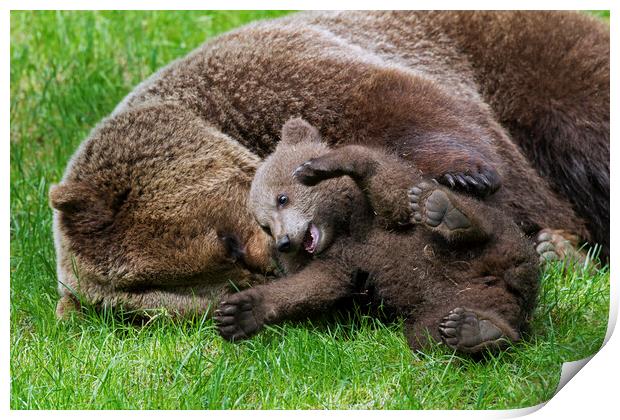 Brown Bear Mother Playing with Happy Cub Print by Arterra 