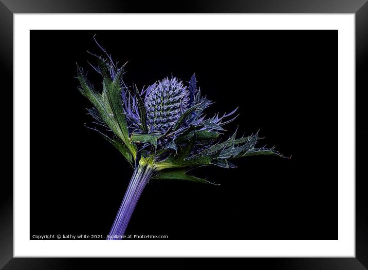 Sea Holly, Sea Holly  Close up Framed Mounted Print by kathy white