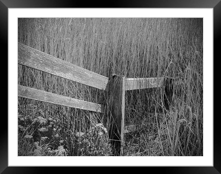 Reedbeds at Snape Maltings in Suffolk Framed Mounted Print by graham young