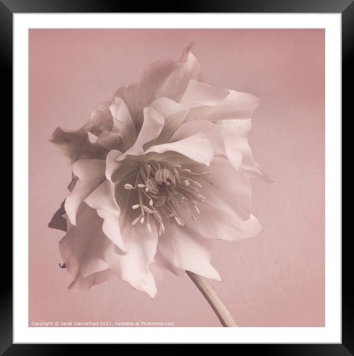 Dreamy Exotic Hellebore Framed Mounted Print by Janet Carmichael