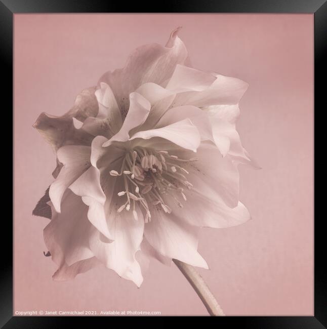 Dreamy Exotic Hellebore Framed Print by Janet Carmichael