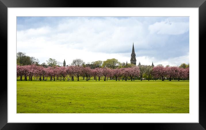 Spring in Meadows park, Edinburgh, sakura trees alley. Framed Mounted Print by Andrea Obzerova