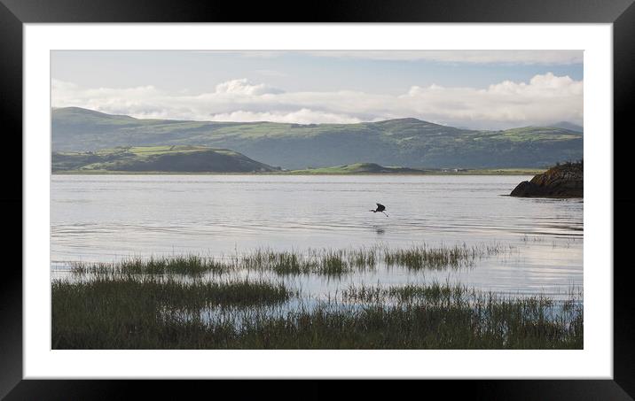 North Wales coast with heron flying over water Framed Mounted Print by mark humpage