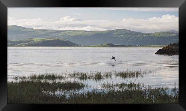 North Wales coast with heron flying over water Framed Print by mark humpage