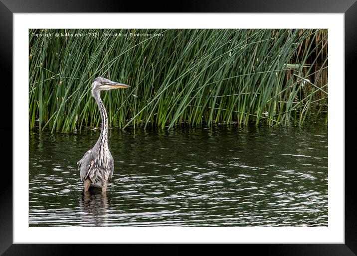Heron fishing in the lake Framed Mounted Print by kathy white