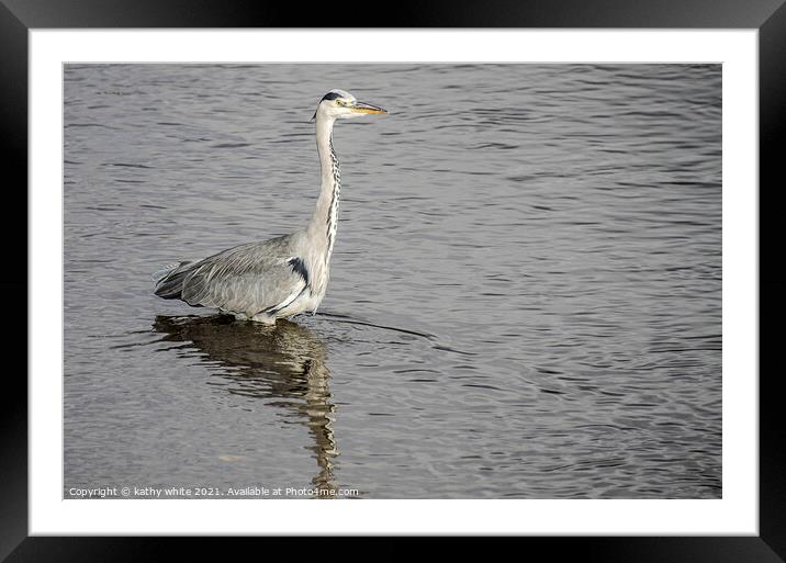 Heron fishing in the sea Framed Mounted Print by kathy white