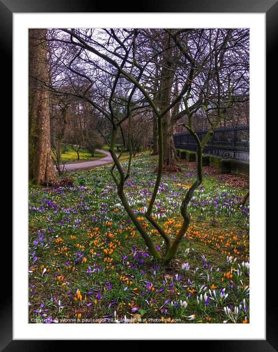 Glasgow Botanic Gardens crocuses in Spring Framed Mounted Print by yvonne & paul carroll