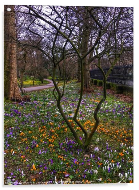Glasgow Botanic Gardens crocuses in Spring Acrylic by yvonne & paul carroll