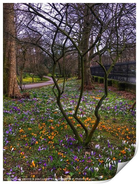 Glasgow Botanic Gardens crocuses in Spring Print by yvonne & paul carroll